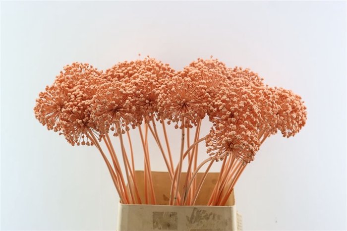 <h4>Allium Kbh Salmon P St</h4>