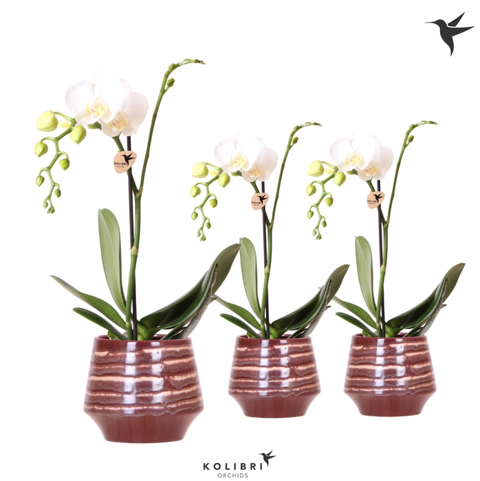 <h4>Kolibri Orchids Phalaenopsis white 1 spike in Moonstone pot red</h4>
