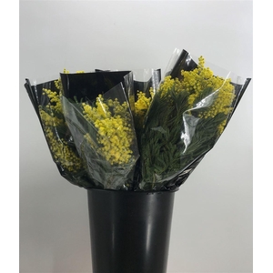 ACACIA MIRANDOLE X10 200G