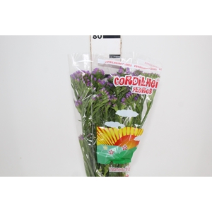 LIMONIUM DEEP LAVANDER 080 CM LILAS