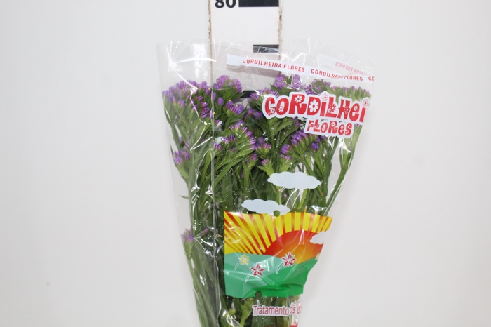 <h4>LIMONIUM DEEP LAVANDER 080 CM LILAS</h4>