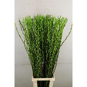 Salix Snowflake 120cm Apple Gr