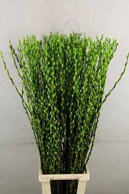 <h4>Salix Snowflake 120cm Apple Gr</h4>