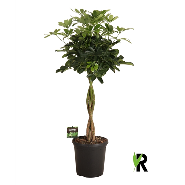 <h4>Schefflera arb. Compacta gevlochten stam</h4>