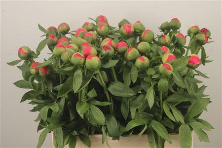 <h4>Paeo L Flame</h4>