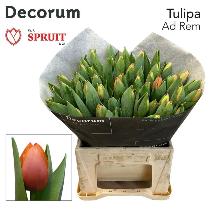 <h4>Tulipa si ad rem</h4>