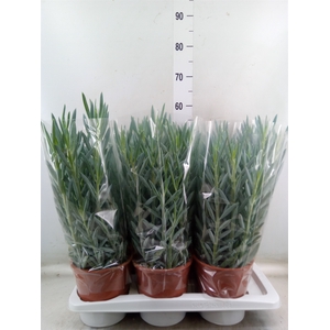 Curio ficoides 'Mount everest'