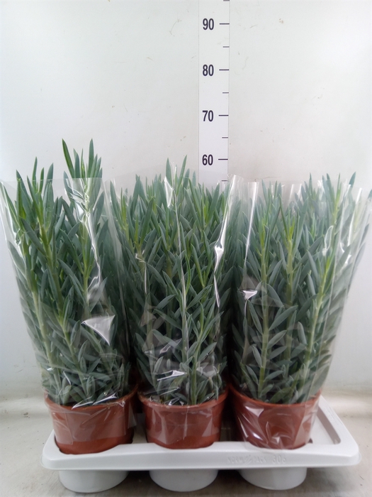 <h4>Curio ficoides 'Mount everest'</h4>
