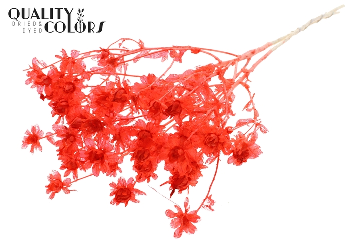 <h4>Carthamus per bunch Intense Coral</h4>
