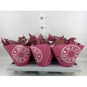 Begonia BD 'MagicColours Lambada'