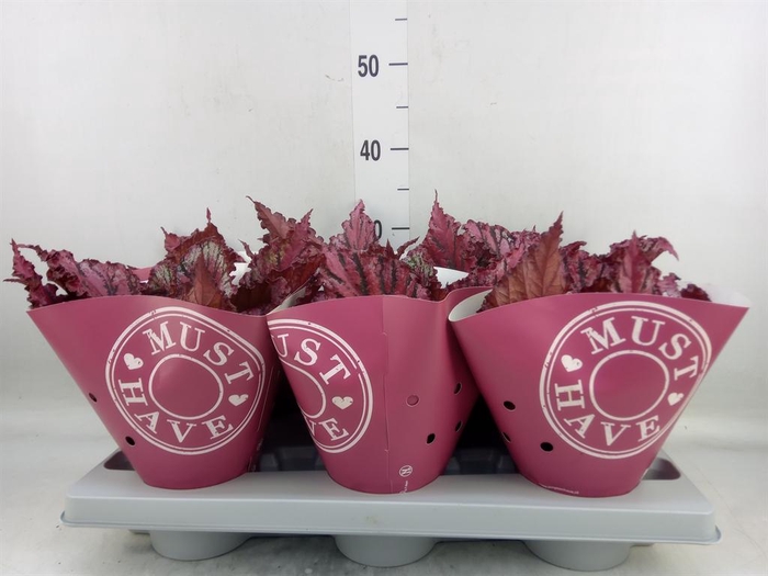 <h4>Begonia BD 'MagicColours Lambada'</h4>