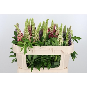 Lupinus