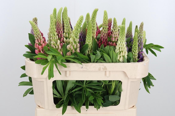 <h4>Lupinus</h4>