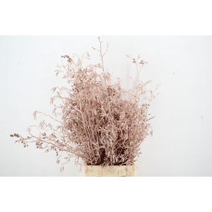 Elzenprop Champagne per bunch