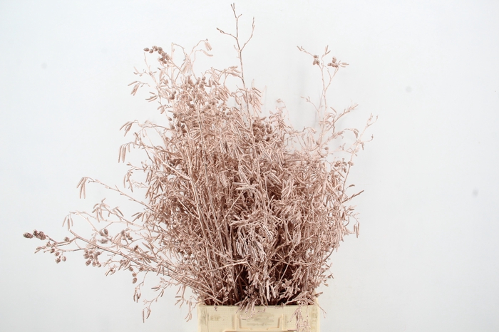 <h4>Elzenprop Champagne per bunch</h4>