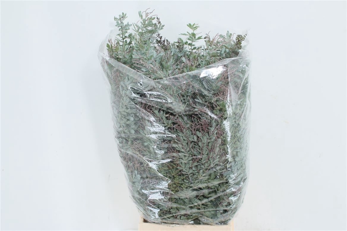 <h4>Acacia Bayleana 200gr</h4>