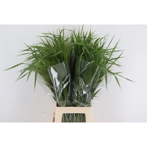 PANICUM FONTAINE