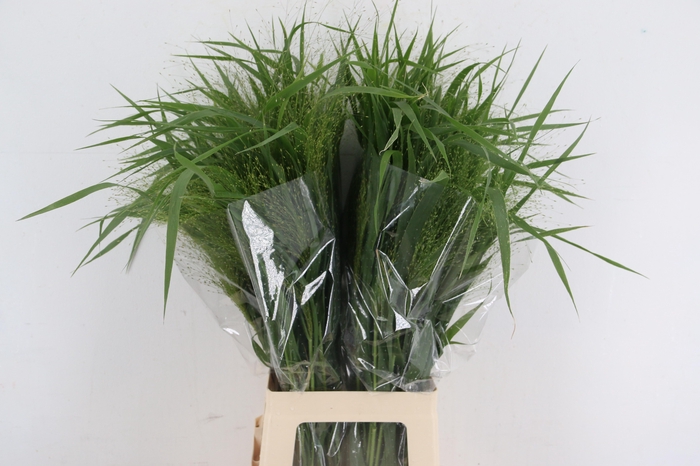 PANICUM FONTAINE