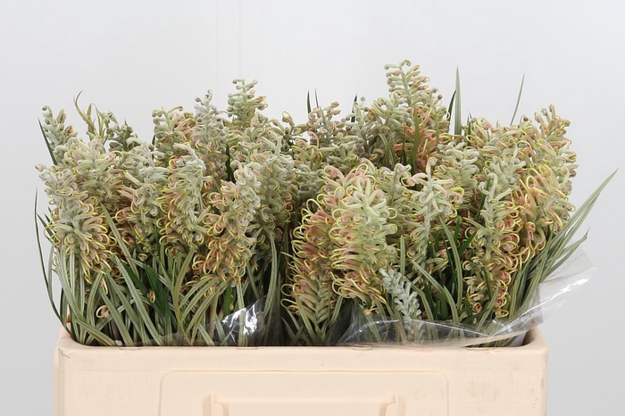 <h4>Grevi Gemengd</h4>