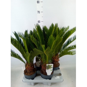 Cycas revoluta