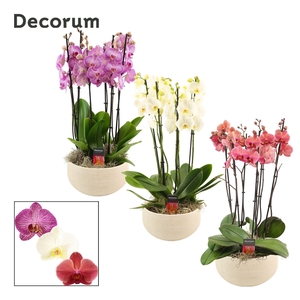 Nora 6 tak symphony mix (Deco-collection)