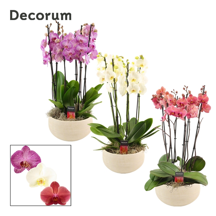 <h4>Nora 6 tak symphony mix (Deco-collection)</h4>