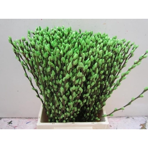 Sali Katje Groen L50