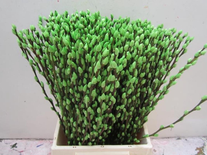 <h4>Sali Katje Groen L50</h4>