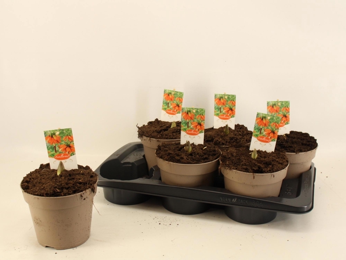 <h4>FRIT IMP AURORA</h4>