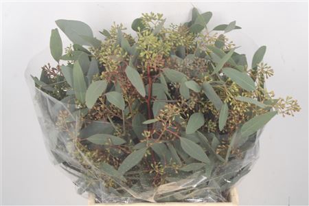 <h4>Euc Populus Berry Per Bunch 150 Gram Extra</h4>