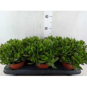 Crassula ovata 'Sunset'