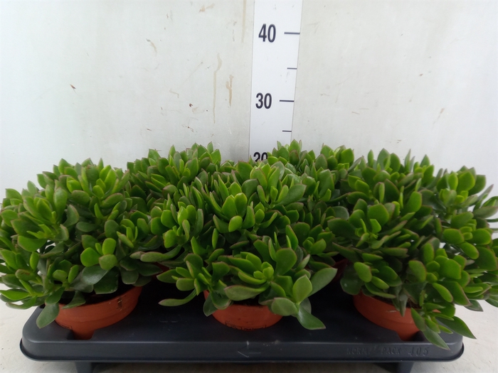 <h4>Crassula ovata 'Sunset'</h4>