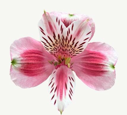 <h4>Alstr Desire</h4>