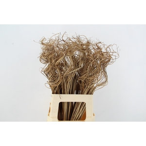 Stem Ting Ting Natural Bs