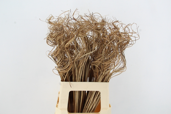 <h4>Stem Ting Ting Natural Bs</h4>