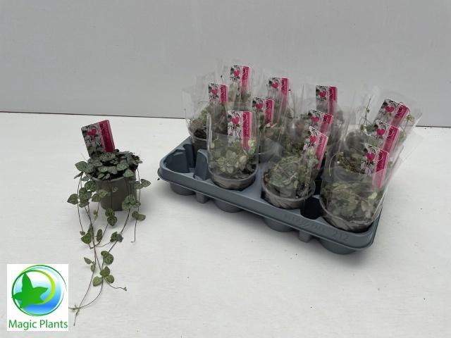 <h4>CEROPEGIA WOODII SUP</h4>