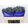 Eryngium Blue Dynamite