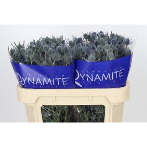 Eryngium Blue Dynamite