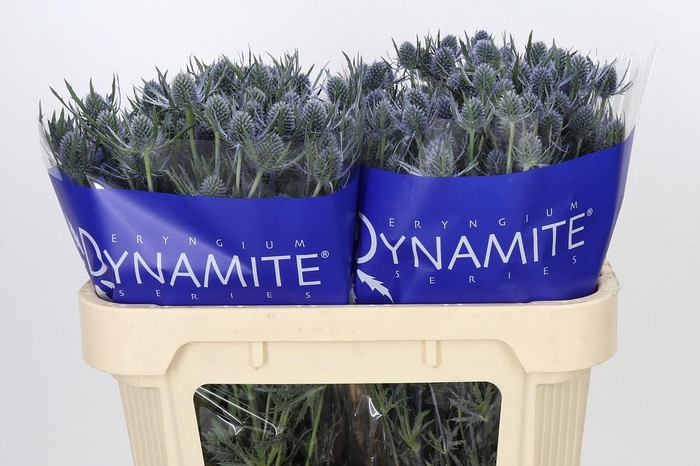<h4>Eryngium Blue Dynamite</h4>