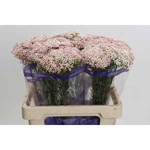 Ozothamnus Cooks Pink