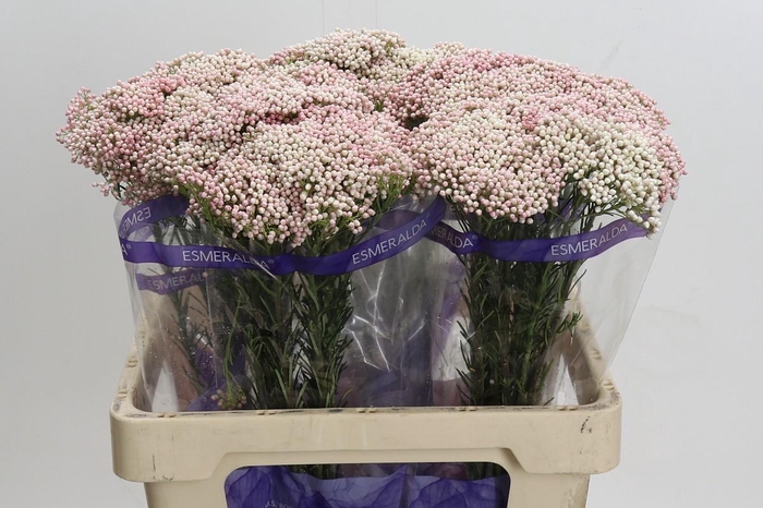 <h4>Ozothamnus Cooks Pink</h4>