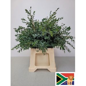 EUC PARVIFOLIA PB -ZA-SUPER