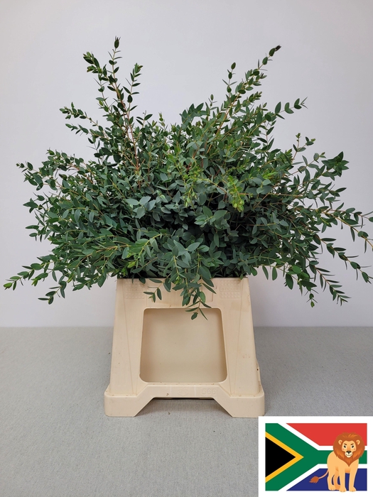 EUC PARVIFOLIA PB -ZA-SUPER