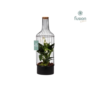 Metaal fles zwart Large met Anthurium