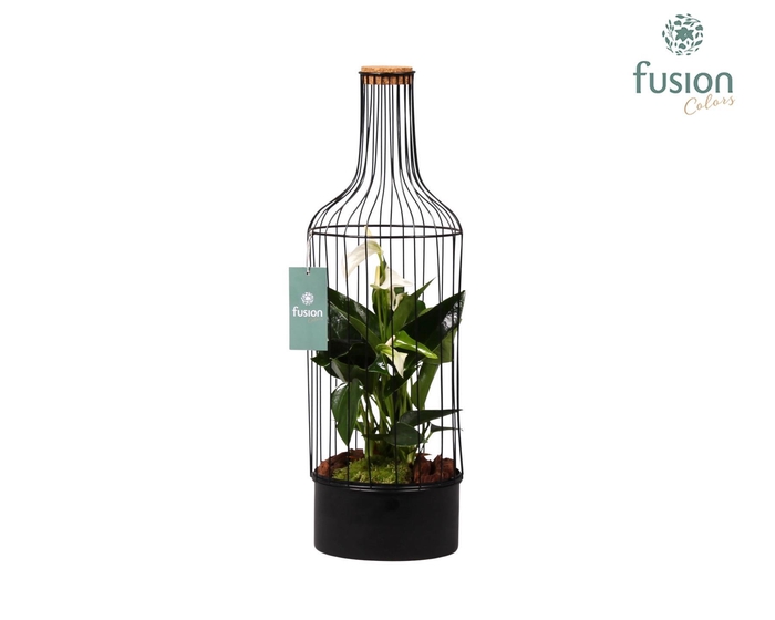 <h4>Metaal fles zwart Large met Anthurium</h4>