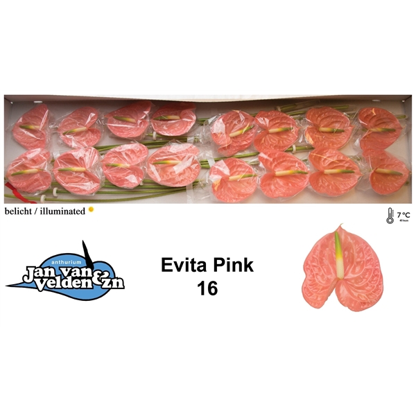 <h4>Evita Pink 16</h4>