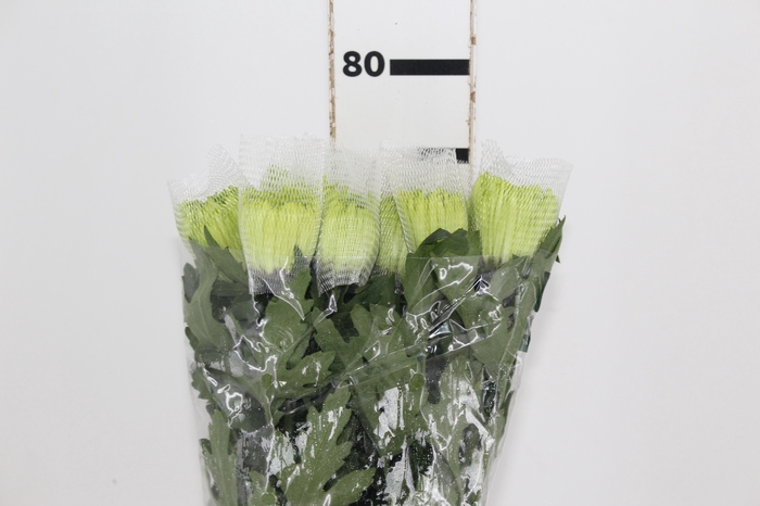 <h4>ANASTASIA DARK GREEN 080 CM VERDE</h4>