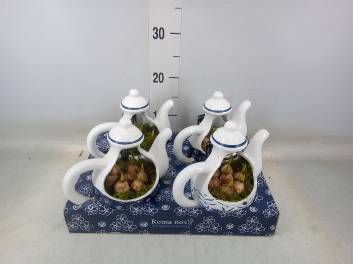 <h4>Arr.  Muscari L%</h4>