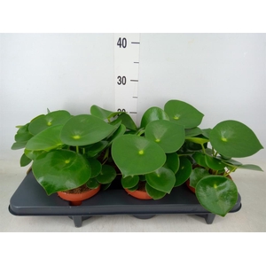 Peperomia polybotrya 'Raindrop'