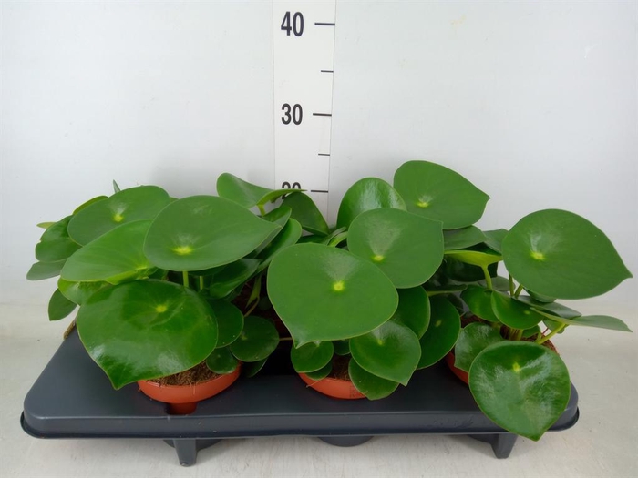 <h4>Peperomia polybotrya 'Raindrop'</h4>